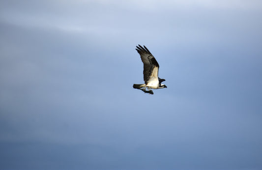 That's an osprey