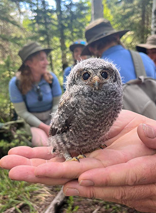Bag Charm - Flammulated Owl