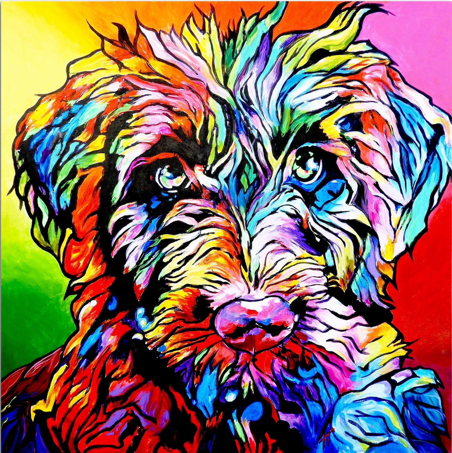 'Grover', Schnauzer portrait