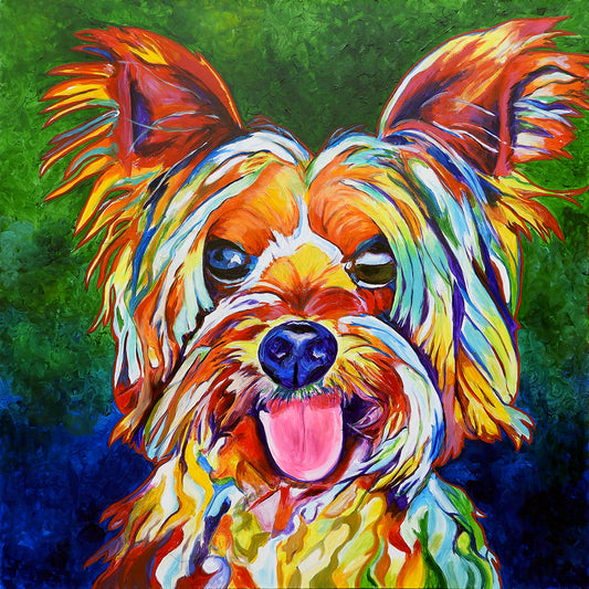 'Rocco', Yorkshire Terrier portrait