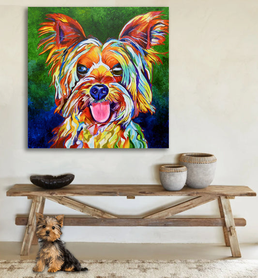 'Rocco', Yorkshire Terrier portrait