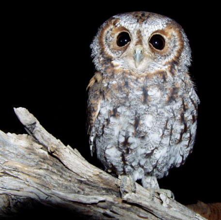 Bag Charm - Flammulated Owl