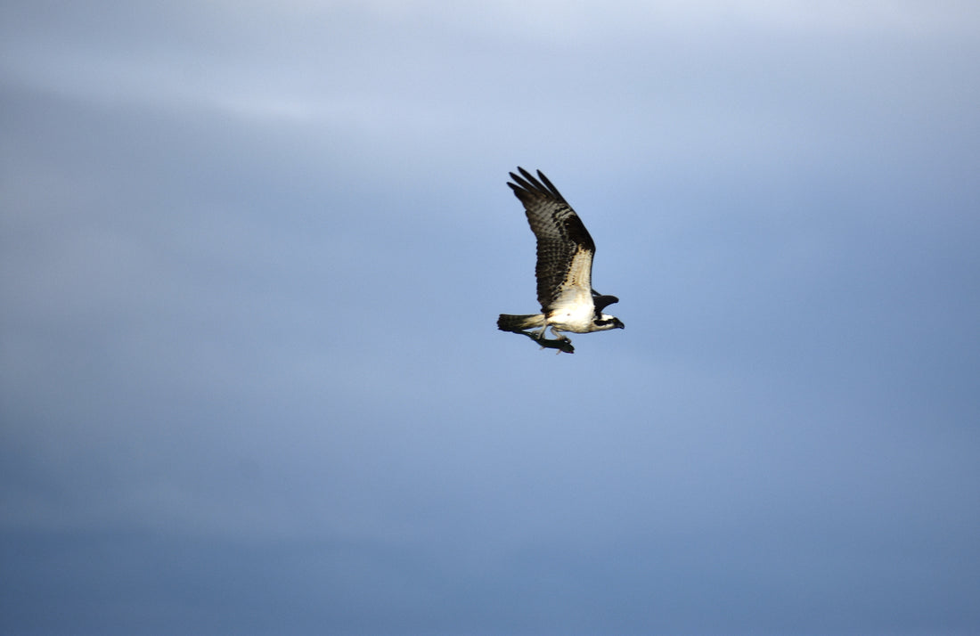 That's an osprey