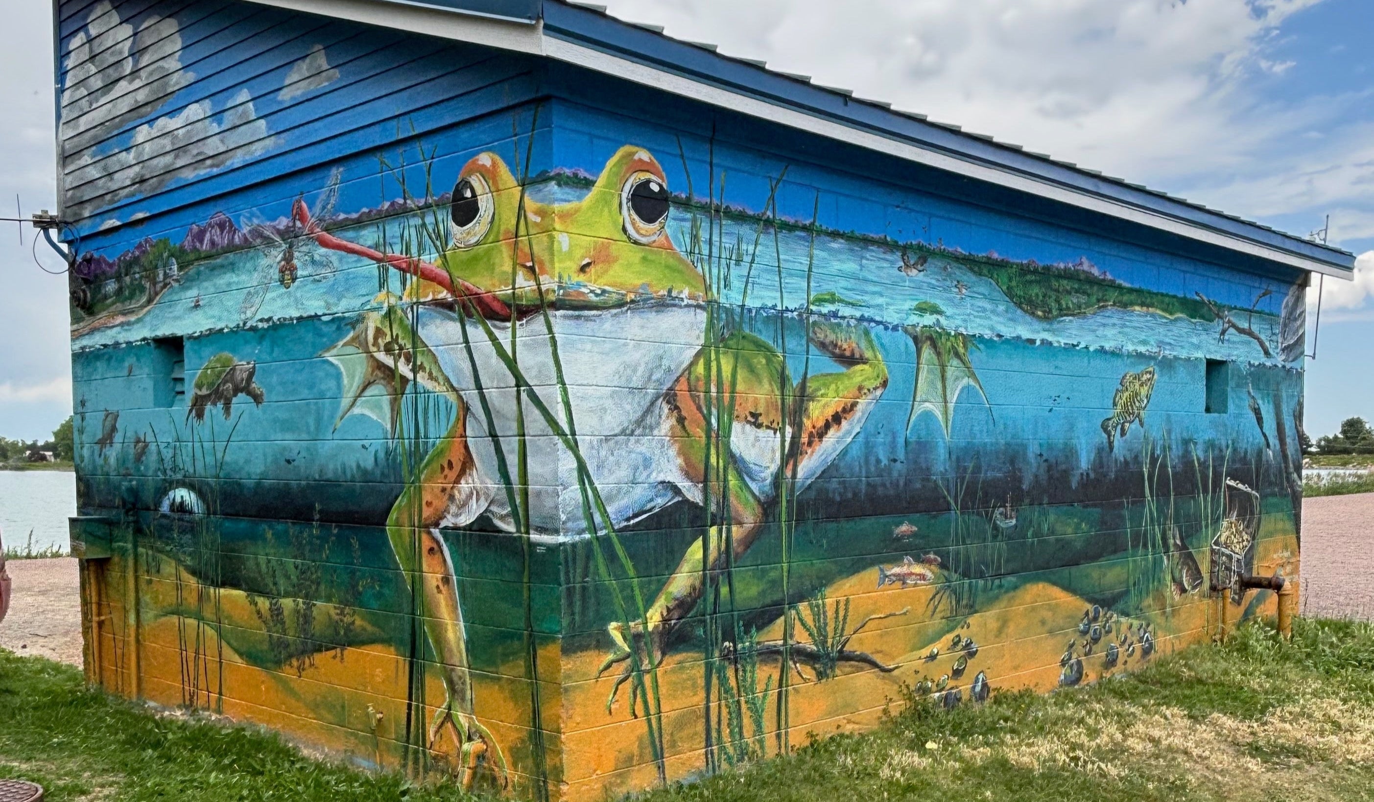 Mural of a frog on the side of a building with a grassy area and sky in the background. Waneka Lake park mural by Tif Choate, giant frog, snapping turtle, snail candy arts