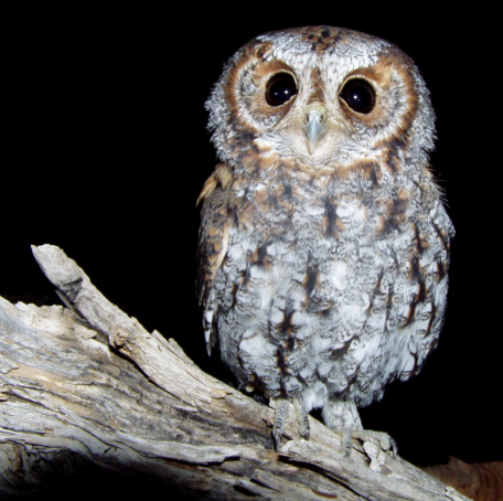 Bag Charm -  Flammulated Owl